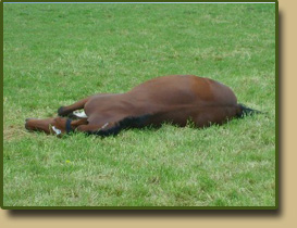 Relaxen auf der Weide